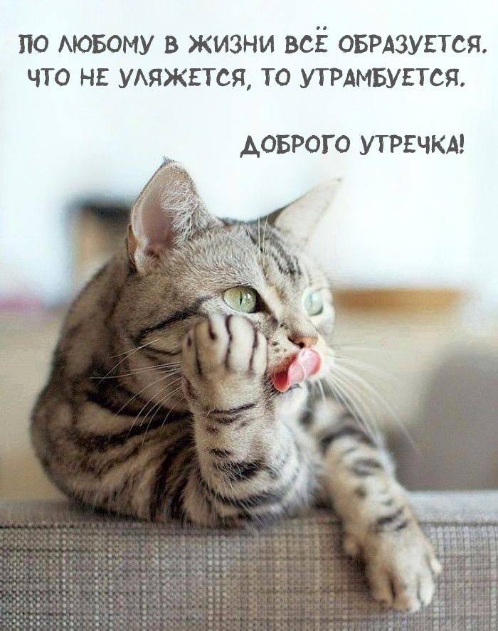 Котик облизывает лапу на открытке с добрым утром
