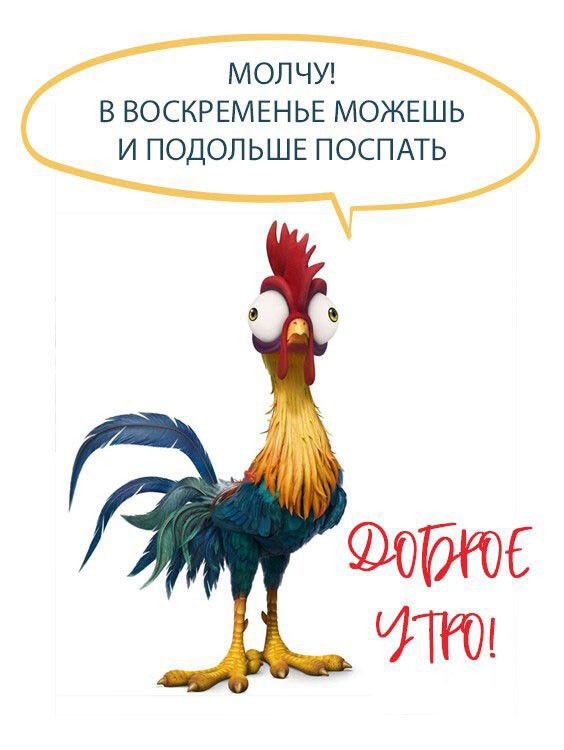 Прикольный Петух говорит с добрым утром