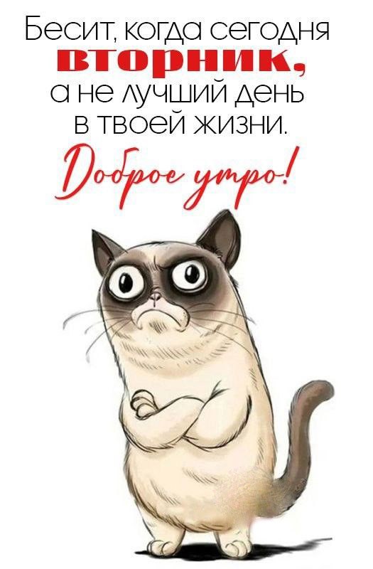 Кот сложил лапки Открытка Доброе утро