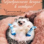 Ежик в носках Открытка Хорошего вечера