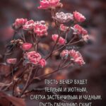 маленькие розы Открытка Добрый вечер