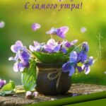 Цветы в горшке Открытка Доброе утро