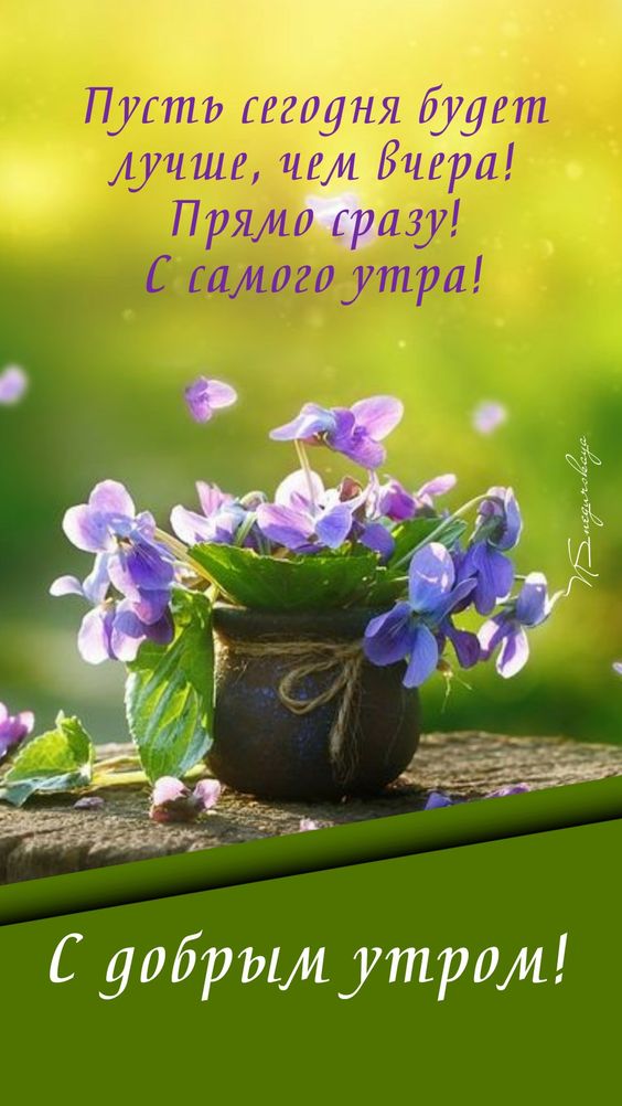 Цветы в горшке Открытка Доброе утро