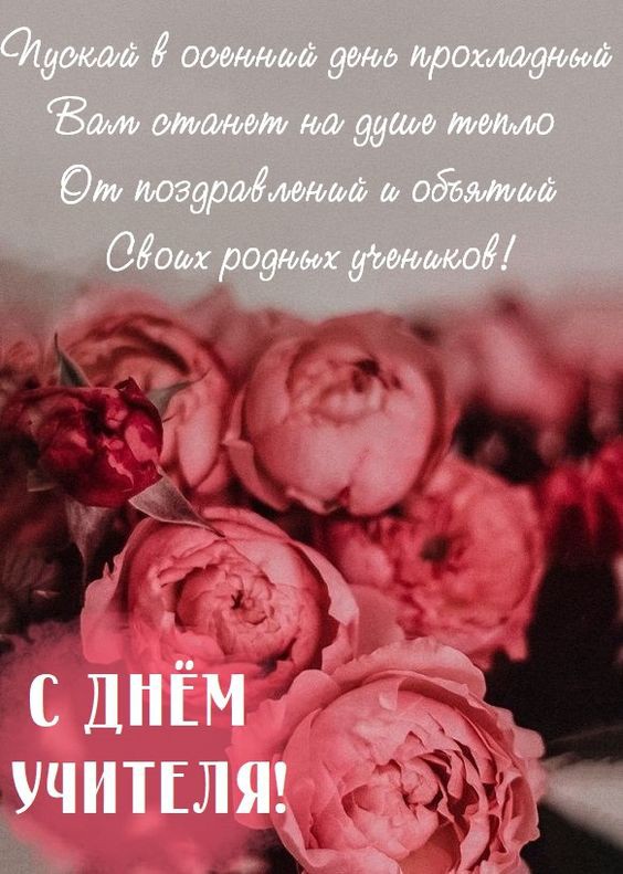 Красивые красные пионы