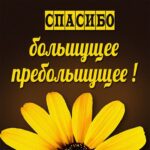 Подсолнух на открытке Спасибо