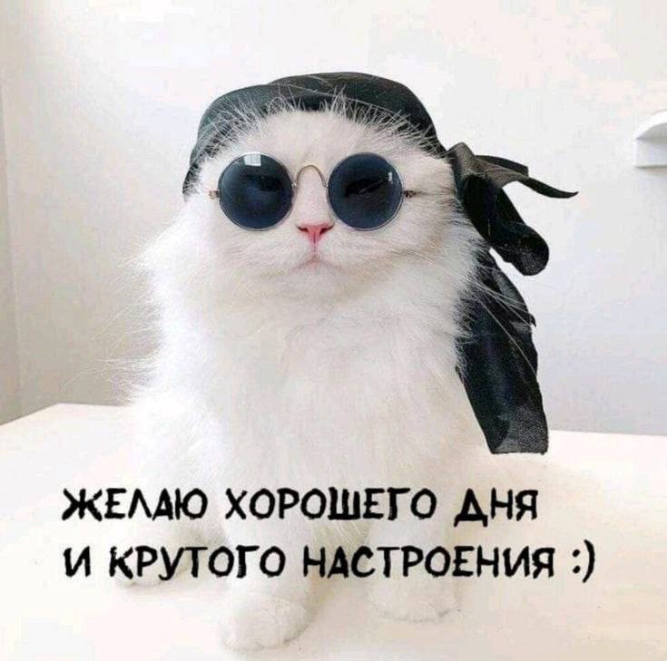 Кот в круглых очках и бандане открытка Хорошего дня