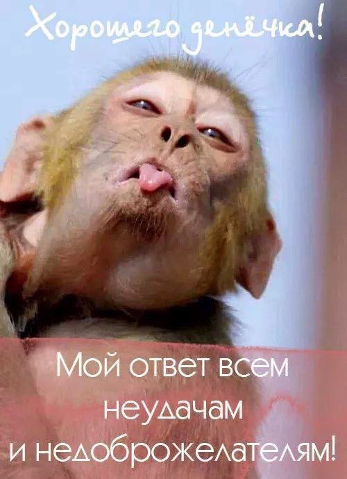 Открытка Хорошего дня, Обезьяна показывает язык