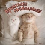 Коты спят на открытке Спокойной ночи
