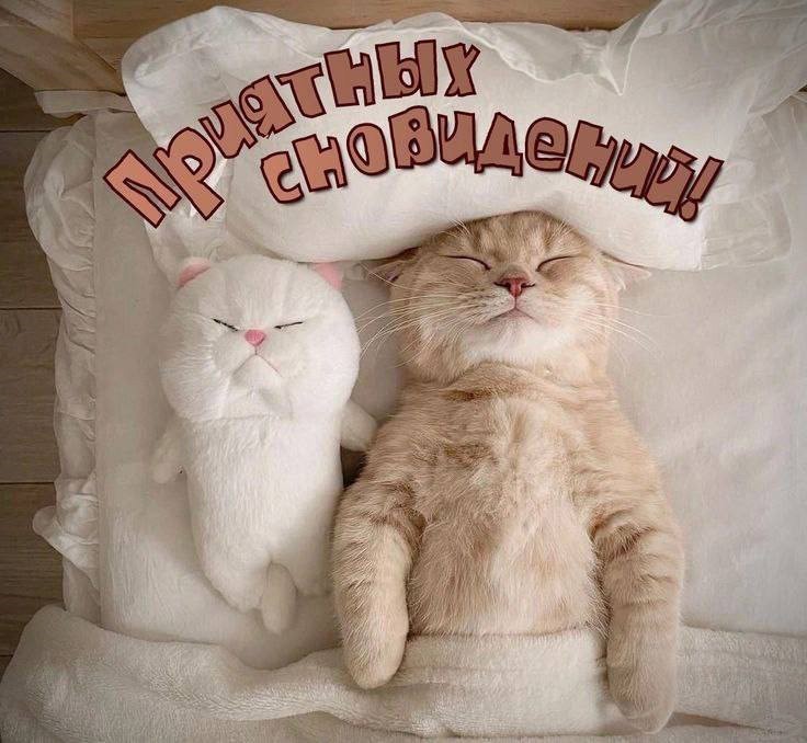 Коты спят на открытке Спокойной ночи