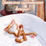 кошка в ванной открытка на субботу