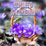 Фиолетовые цветы в корзинке открытка Хорошего настроения