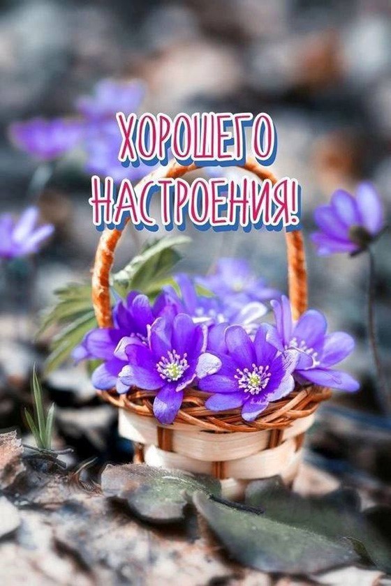 Фиолетовые цветы в корзинке открытка Хорошего настроения