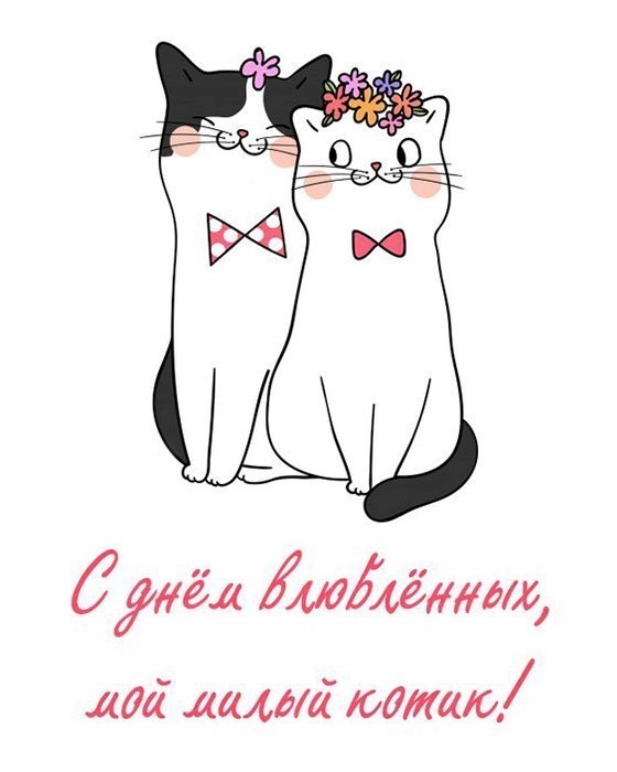 Влюбленные котики смотрят дуг на друга
