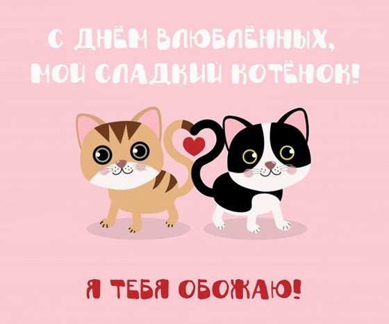 Котики