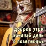 Кот с гитарой поет доброе утро
