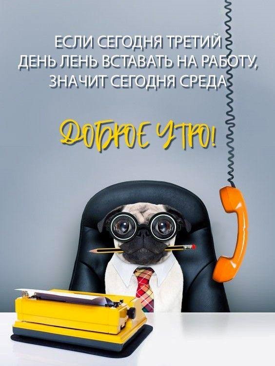 Мопс в офисе открытка доброе утро