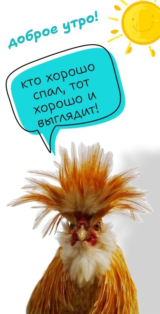 Открытка с петухом Доброе утро