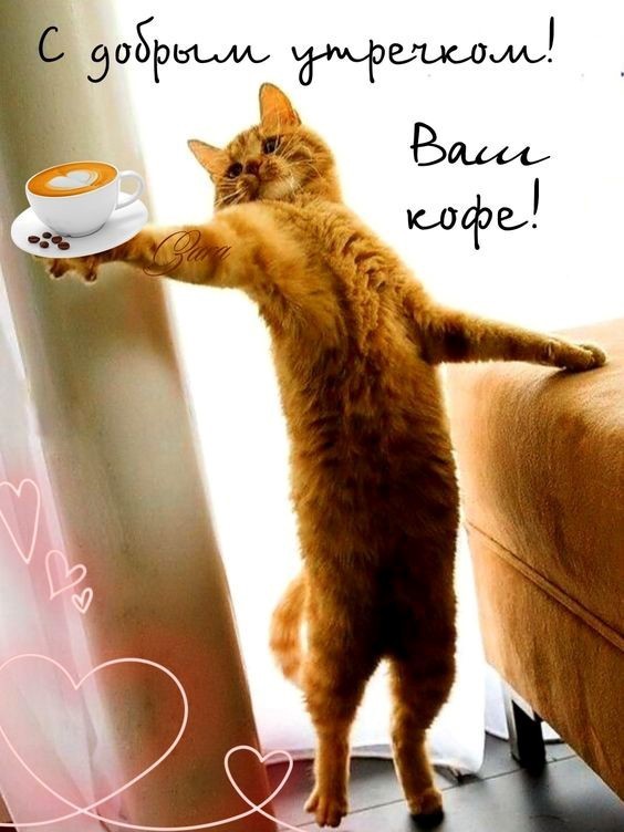 Кот предлагает чашку кофе