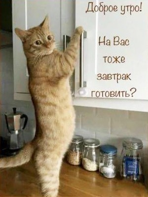 Открытка с добрым утром Рыжий кот