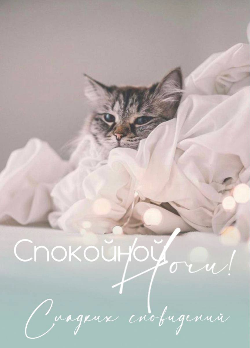 Открытка с котом