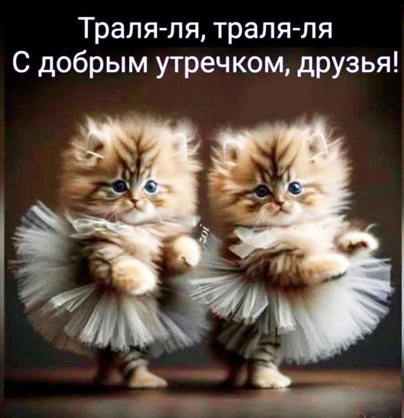 Открытка с котятами