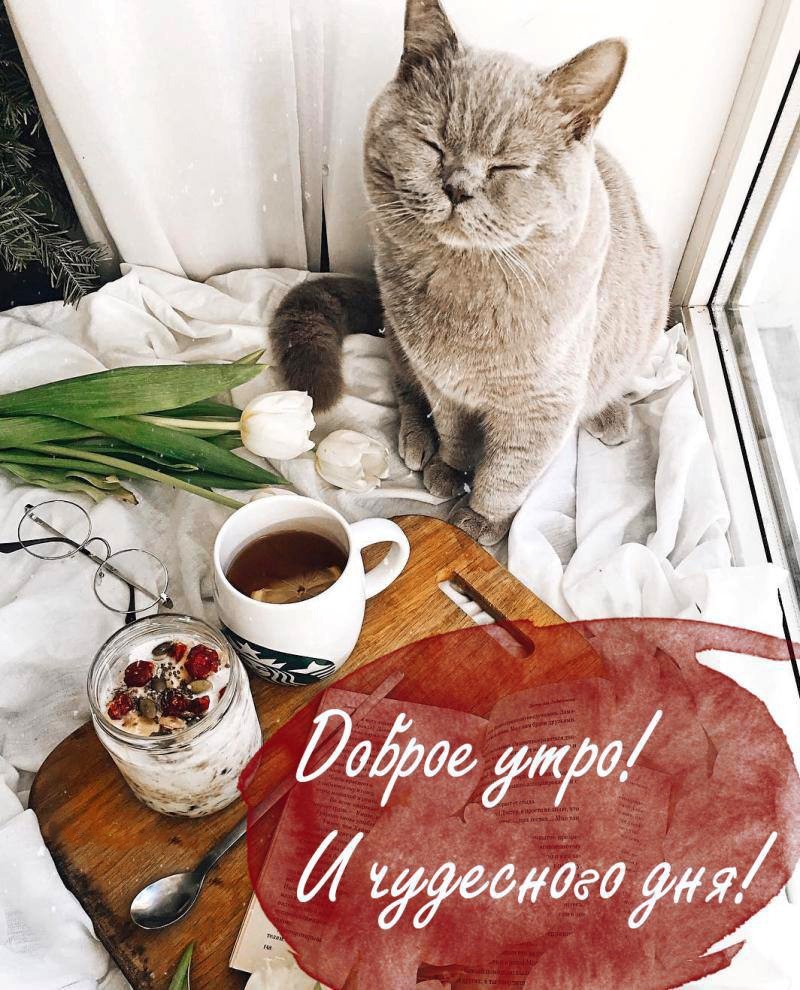 Серый кот на столе с кофе и цветами