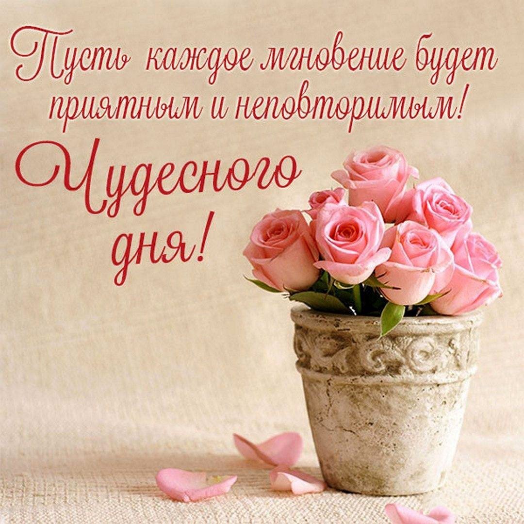 Розовые розы в горшочке