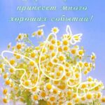 Ромашки в корзинке