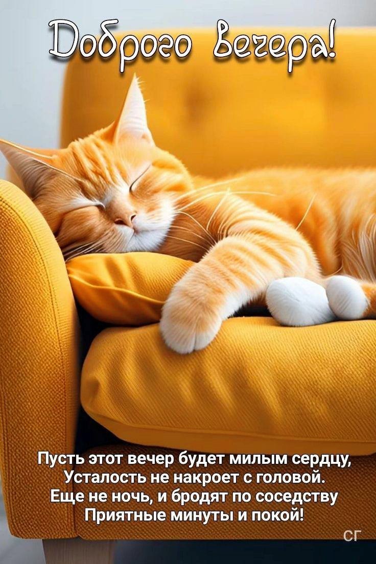 Открытка Доброго вечера с котом Рыжий кот на диване