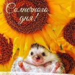 Ежик в подсолнухах