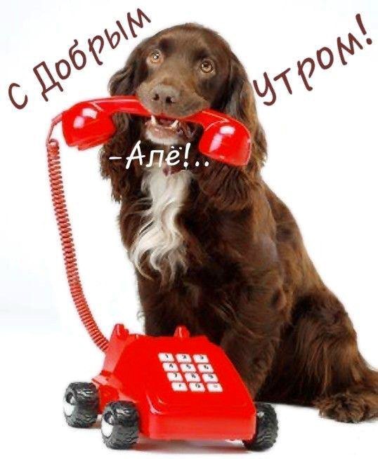 Собака с телефоном доброе утро