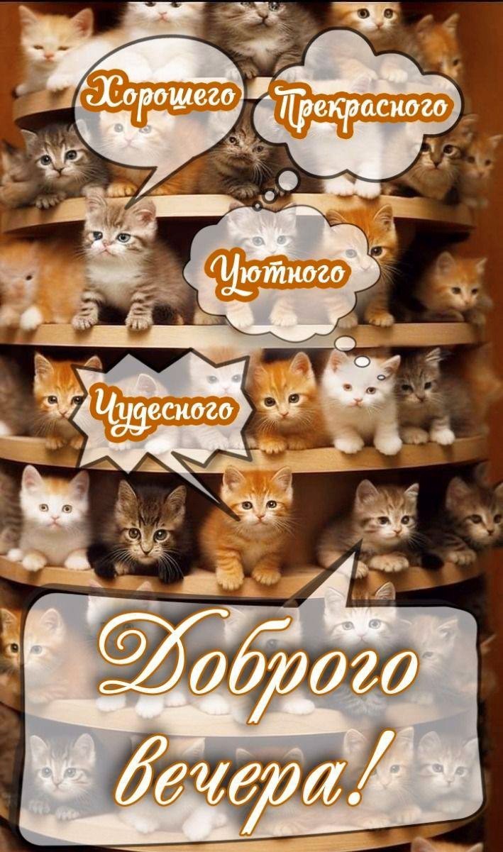 Открытка Доброго вечера с котятами Котята добрый вечер
