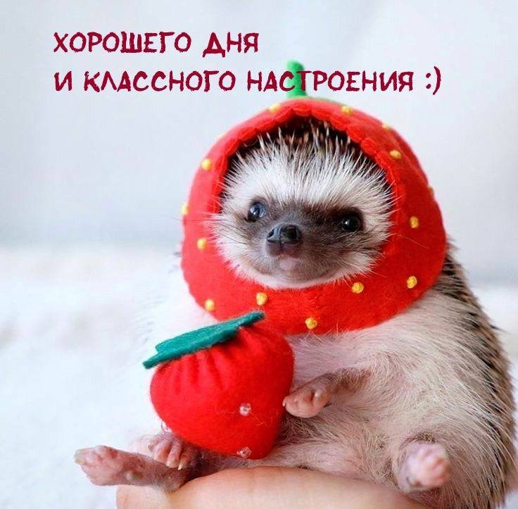Милый ежик