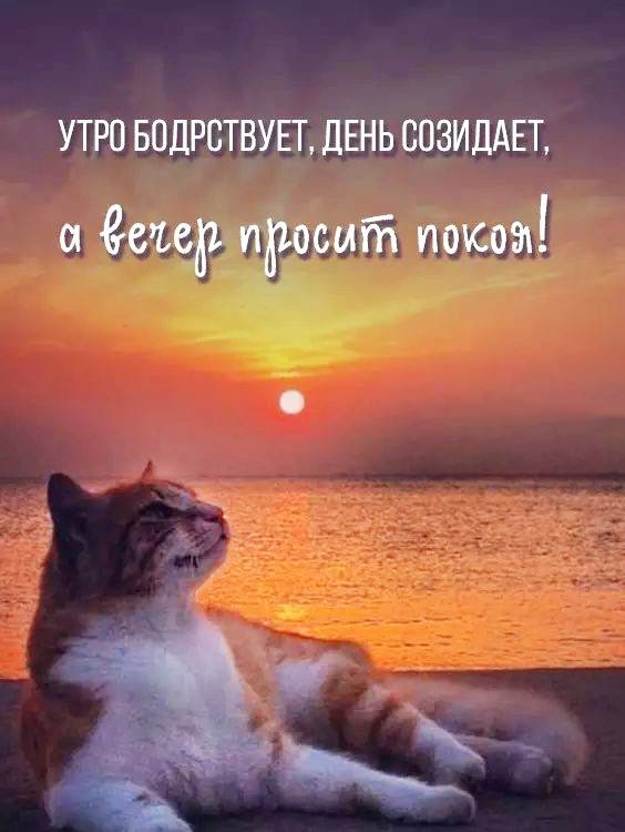 Открытка с котом вечер просит покоя Кот на закате моря