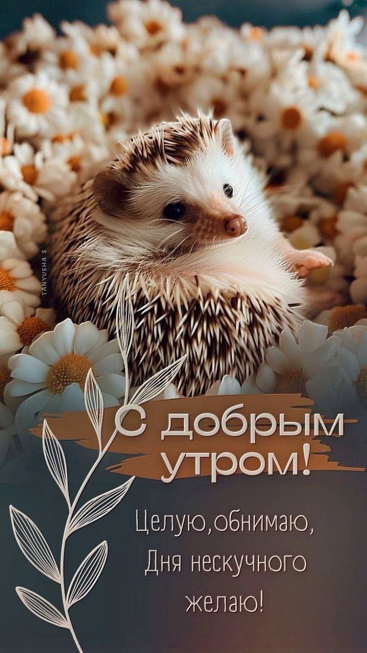 Ежик с ромашками