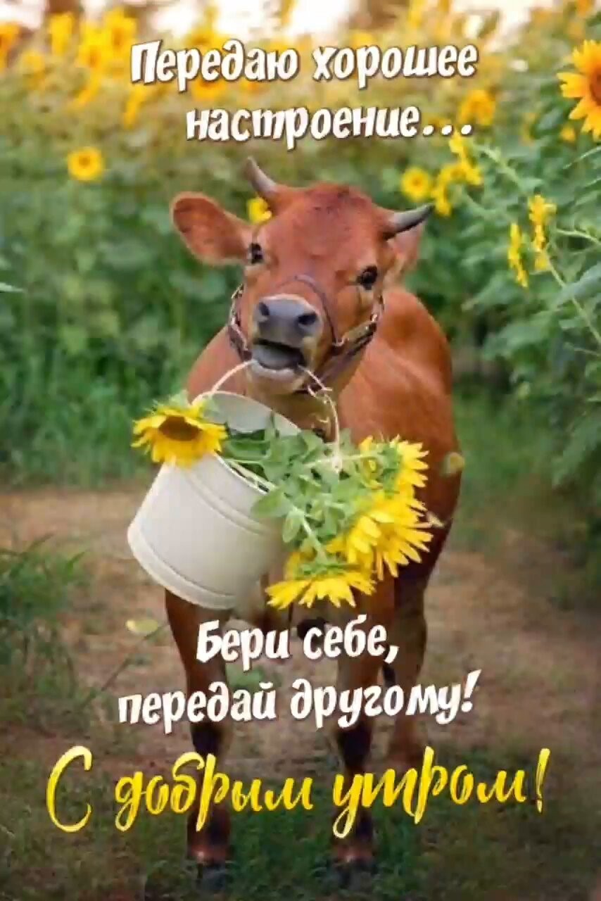 Теленок в поле подсолнухов Доброе утро