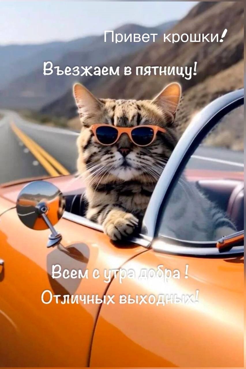 Открытка кошкам от кота Кот в очках на машине