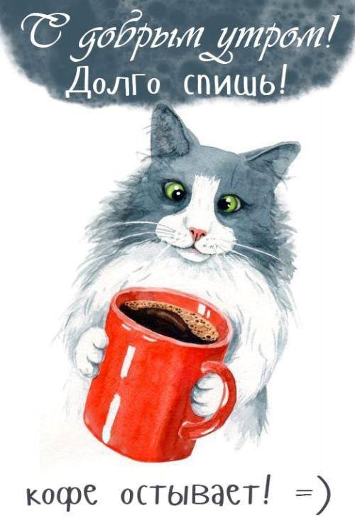 Кот с кофе утром