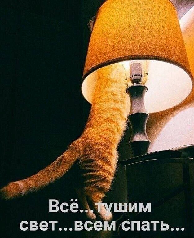 Кот тушит свет