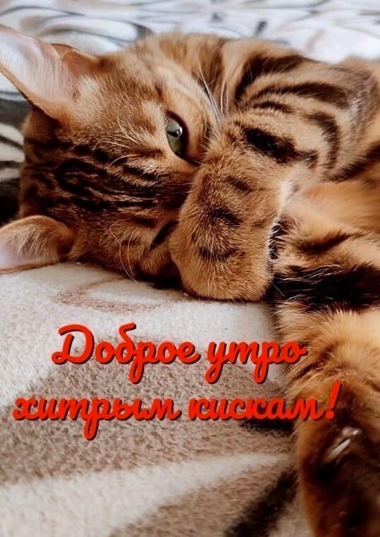 Доброе утро кошечкам