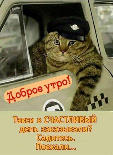 Кот на такси доброе утро
