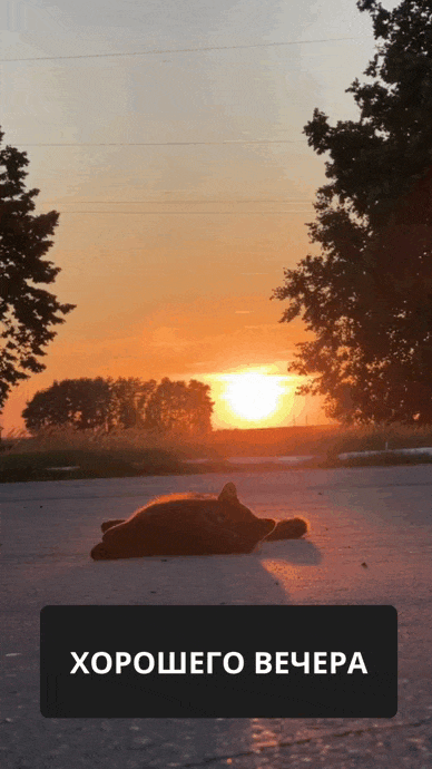 Кот лежит на асфальте при закате