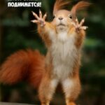 Белочка тянет лапки