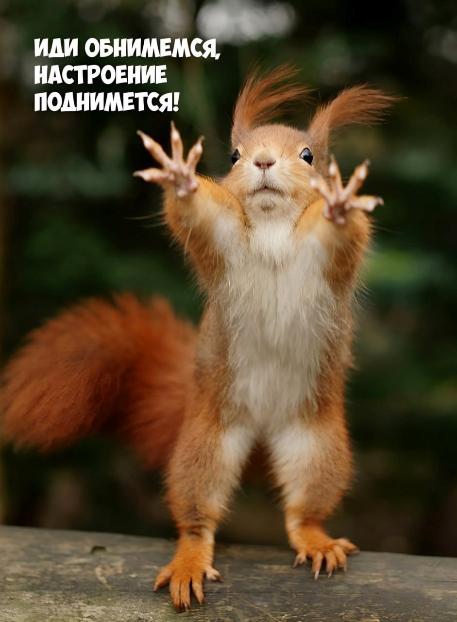 Открытка с белкой дай обниму Белочка тянет лапки