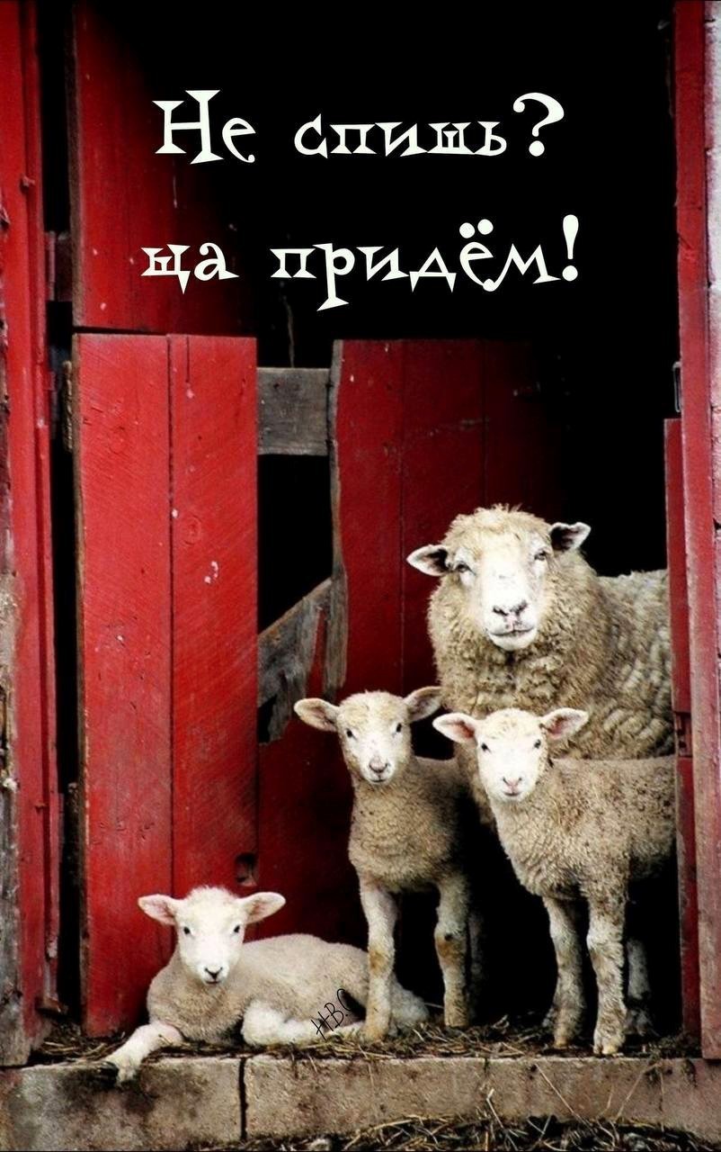 Овца с ягнятами