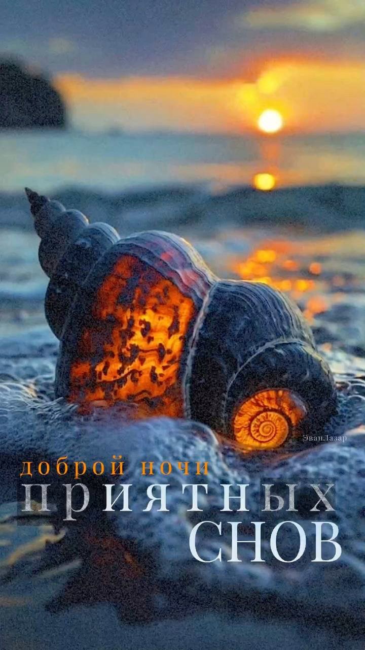 Ракушка на берегу