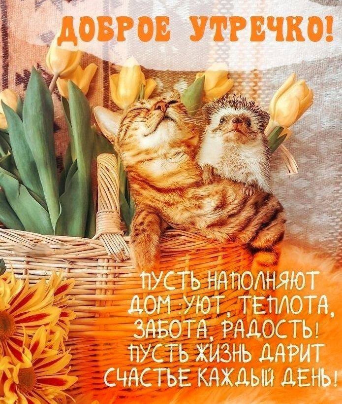 Открытка с ежом и котом доброе утро Милые котик и ежик