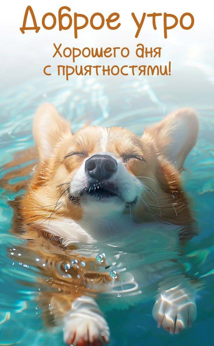 Собака плавает