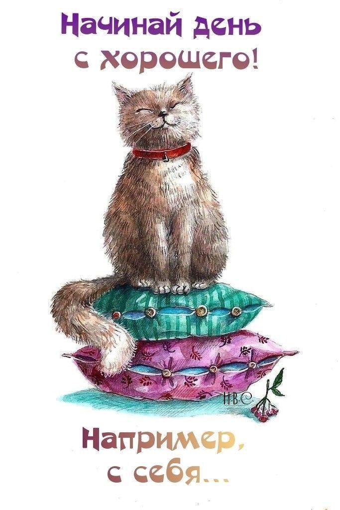 Кот на подушках