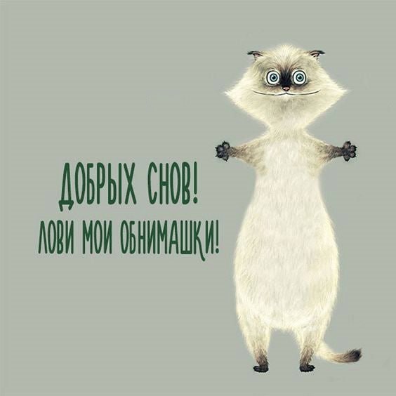 Открытка добрых снов с котом